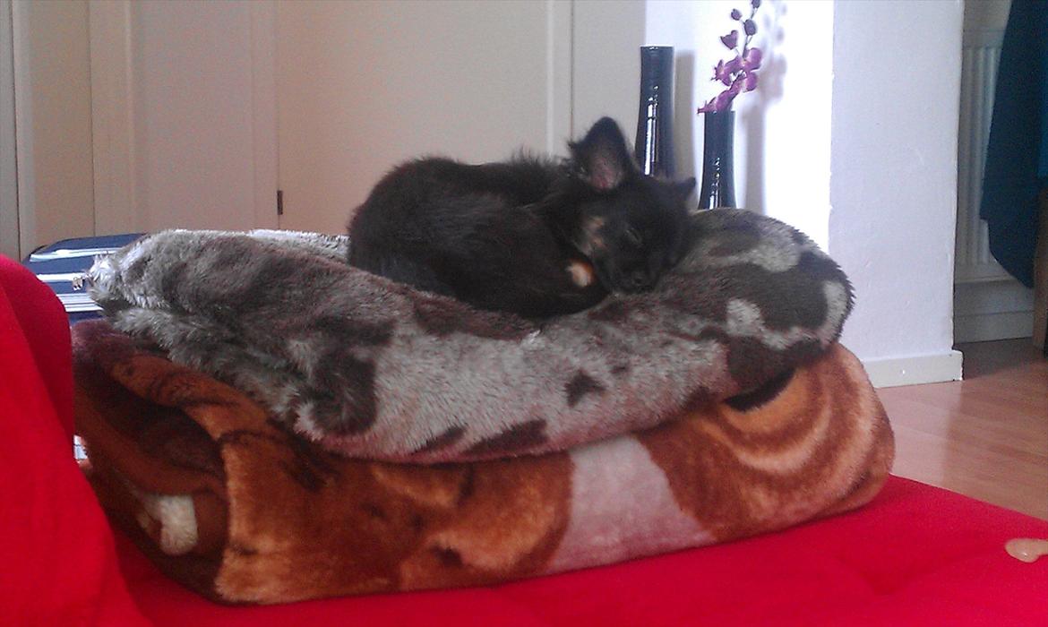 Chihuahua Chano - Man er jo en luksus hund, så et tæppe er da ikke nok :) billede 6