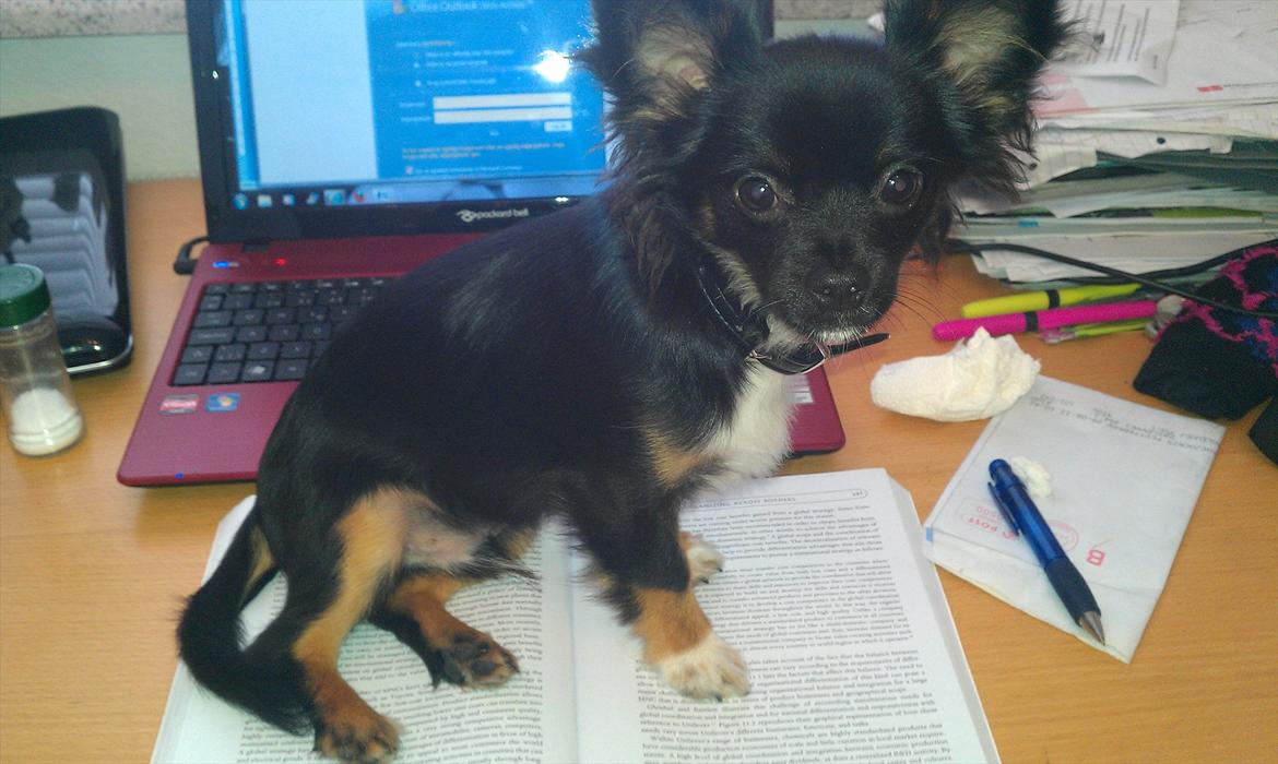 Chihuahua Chano - Chano synes ikke det er sjovt at mor skal lave lektier billede 18