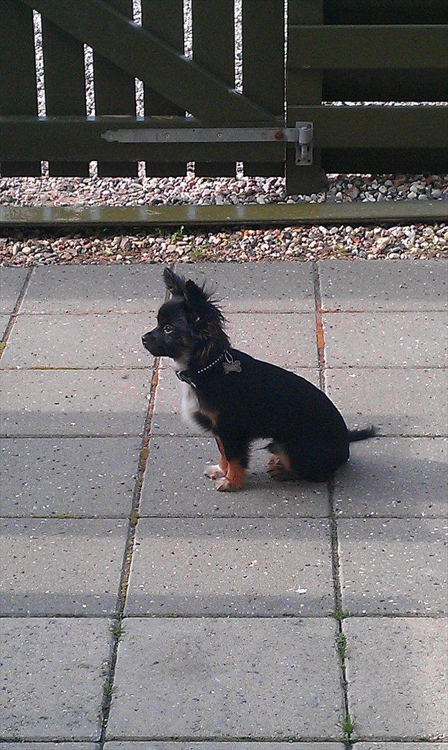 Chihuahua Chano - Chano nyder at kunne gå ud når det passer ham, der er jo så meget der skal holdes øje med  billede 7