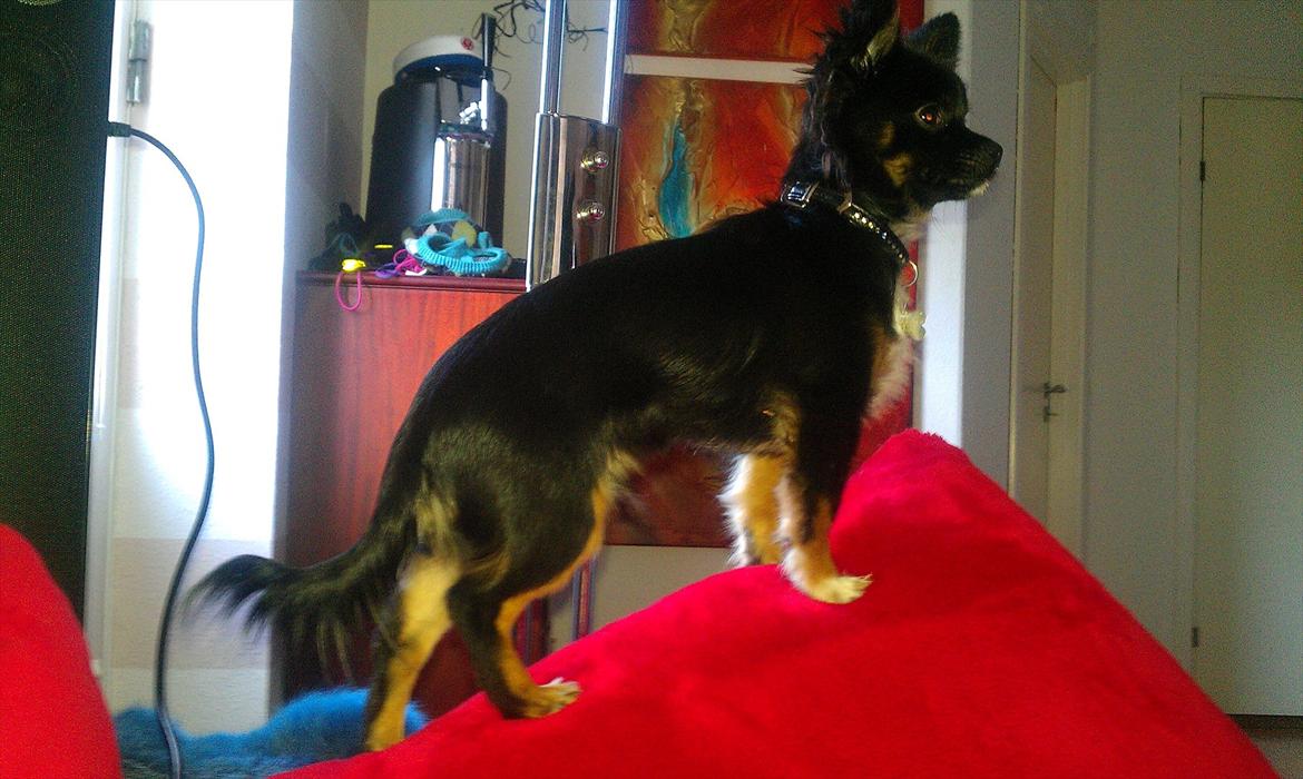 Chihuahua Chano - Kongen Chano :) billede 5