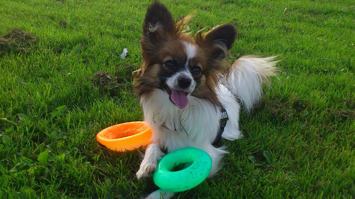 Papillon Mynte billede 1