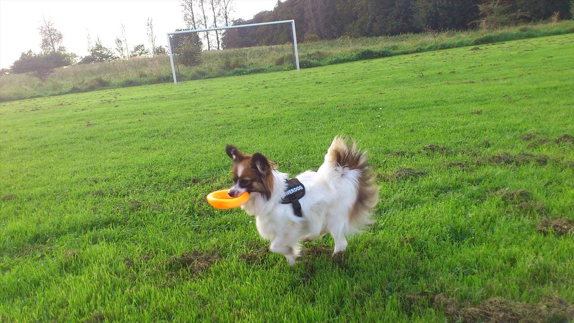 Papillon Mynte billede 2