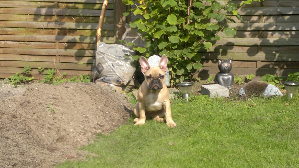 Fransk bulldog Cocio billede 6