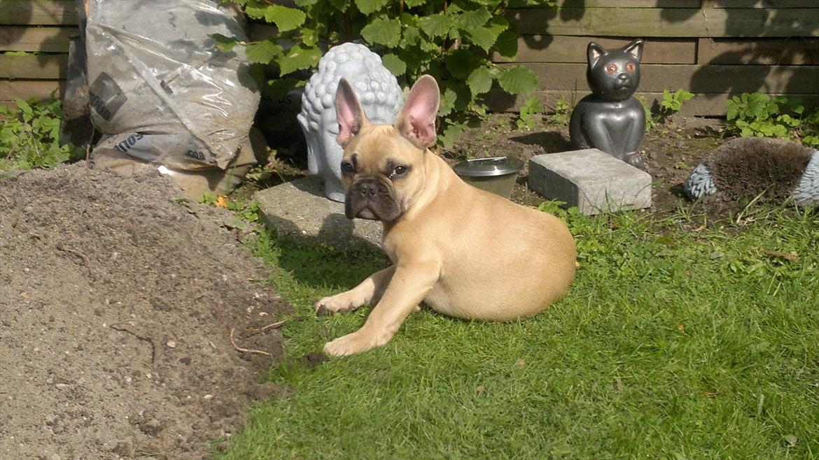 Fransk bulldog Cocio billede 7