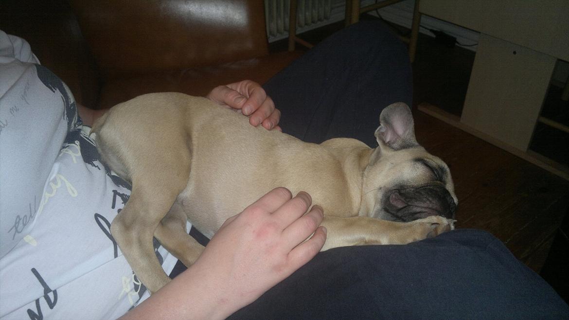 Fransk bulldog Cocio billede 8