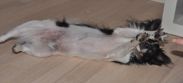 Chihuahua Harley - KAPOW! Død :b Oktober 2011 billede 11