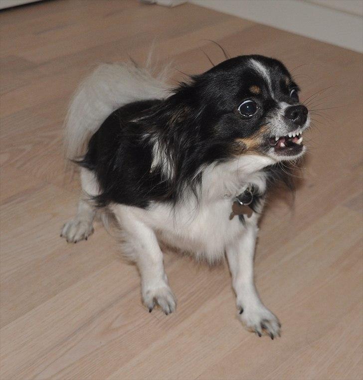 Chihuahua Harley - Hvad siger hunden Harley? Oktober 2011 billede 19