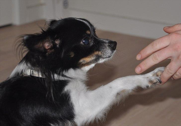 Chihuahua Harley - Oktober 2011 billede 8