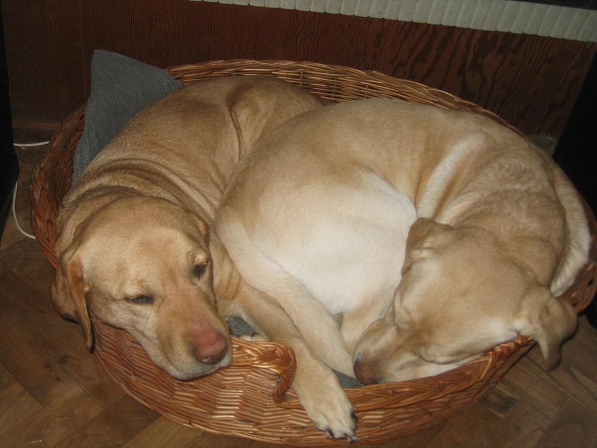 Labrador retriever Simba - Vi måtte anskaffe os en ny kurv, mor og søn kunne ikke længere være i den ;) billede 2