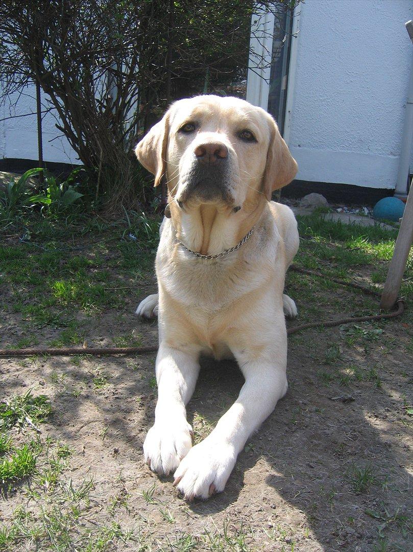 Labrador retriever Simba billede 3