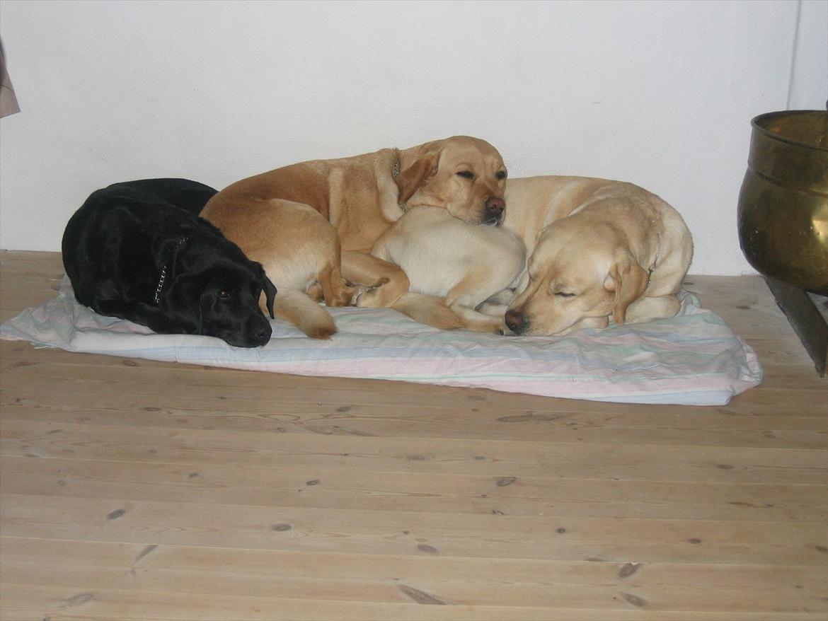 Labrador retriever Simba - mine 3 skønne hunde <3 billede 4
