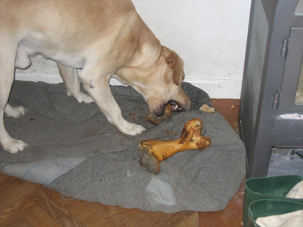 Labrador retriever Simba - skønt med et ben :) billede 7
