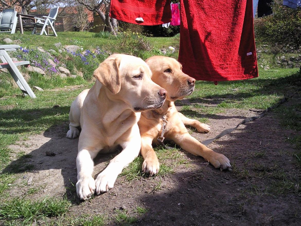 Labrador retriever Simba billede 8