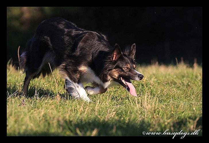 Border collie Sheila R.I.P billede 21