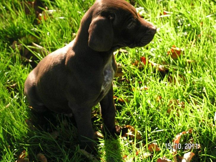 Blanding af racer Cody billede 6