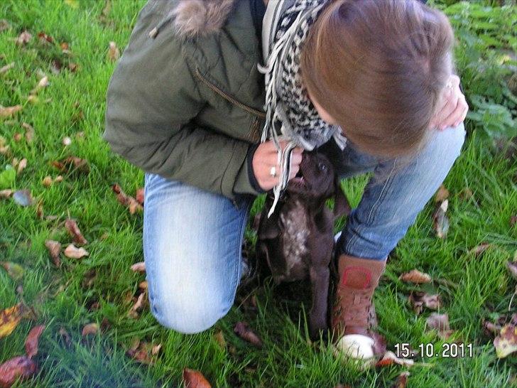 Blanding af racer Cody billede 16