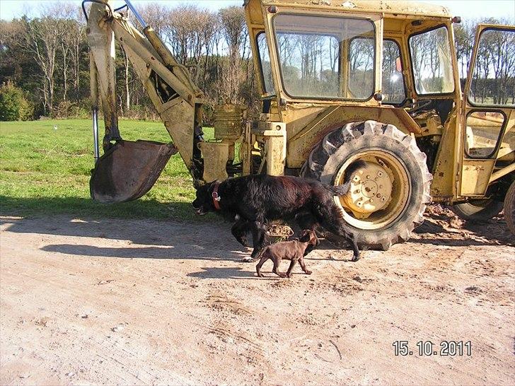 Blanding af racer Cody billede 17