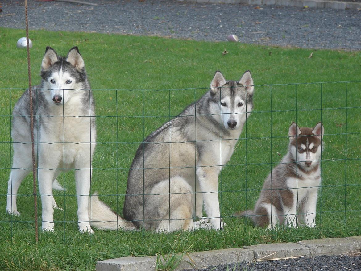 Siberian husky Ziska - Sidder stolt ved mine nye venner. Lucky og Ziggi billede 5