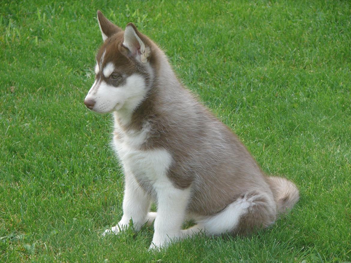 Siberian husky Ziska - Sidder og kigger ud på den nye store Verden  billede 8