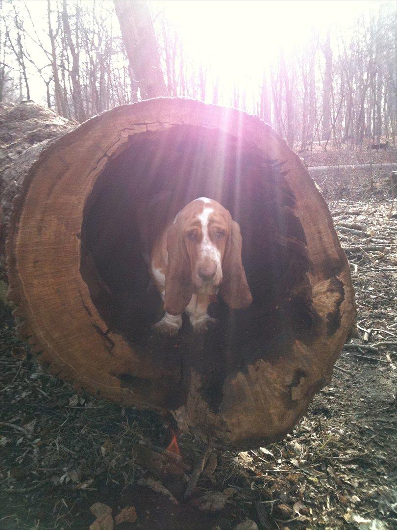 Basset hound Wilma - Kuk kuk jeg er jo lige her.. :) billede 2