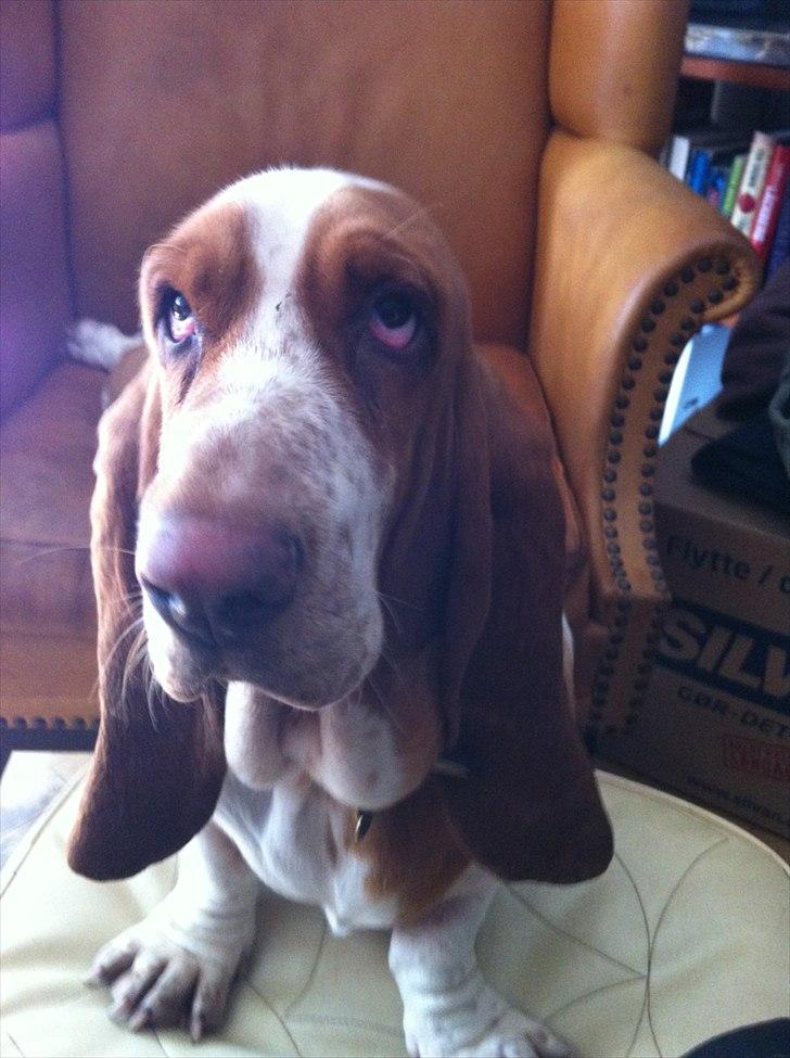 Basset hound Wilma - Slænger sig i sin lænestol billede 1