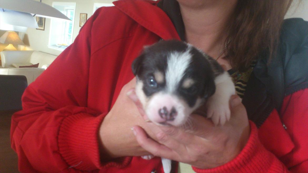 Dansk svensk gaardhund Micki billede 1