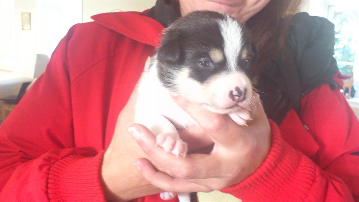 Dansk svensk gaardhund Micki billede 2