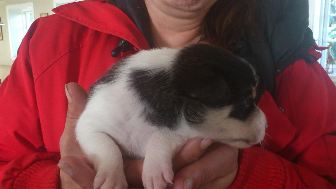 Dansk svensk gaardhund Micki billede 3