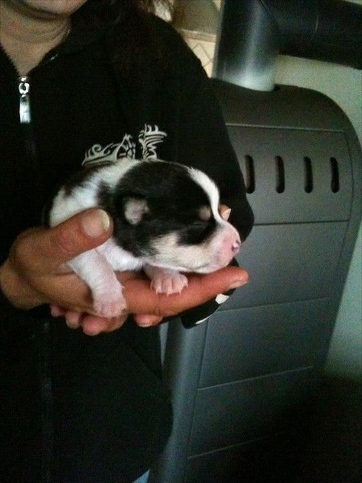 Dansk svensk gaardhund Micki billede 4