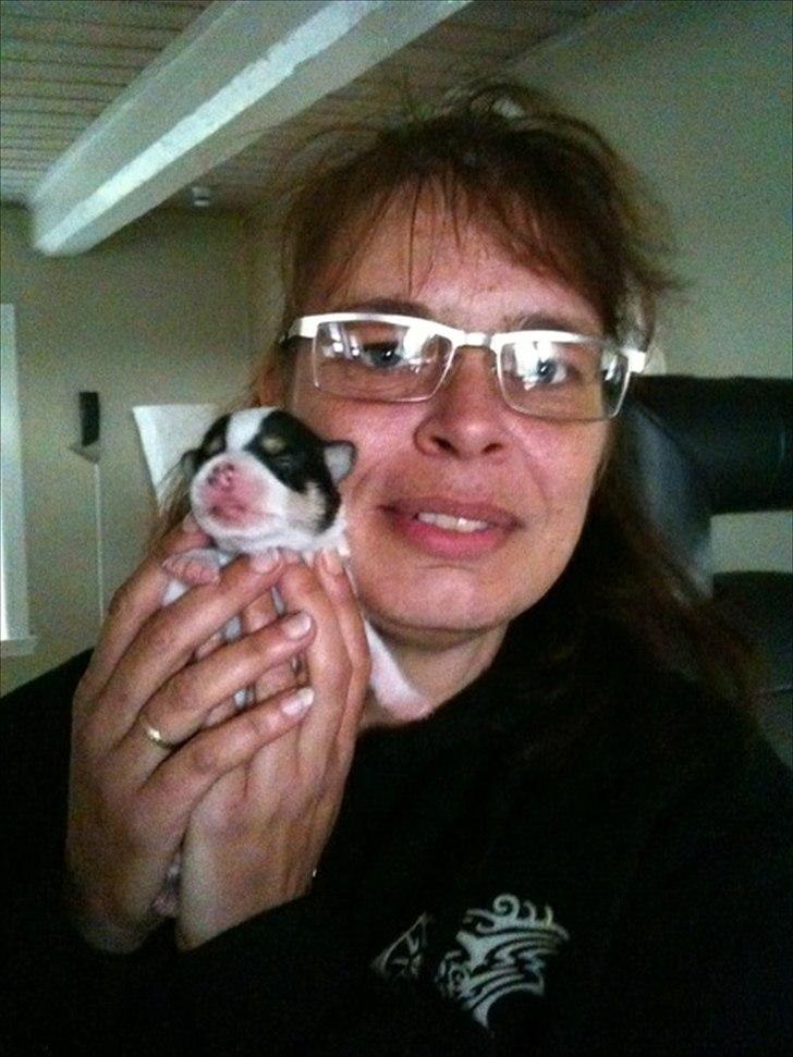 Dansk svensk gaardhund Micki billede 5