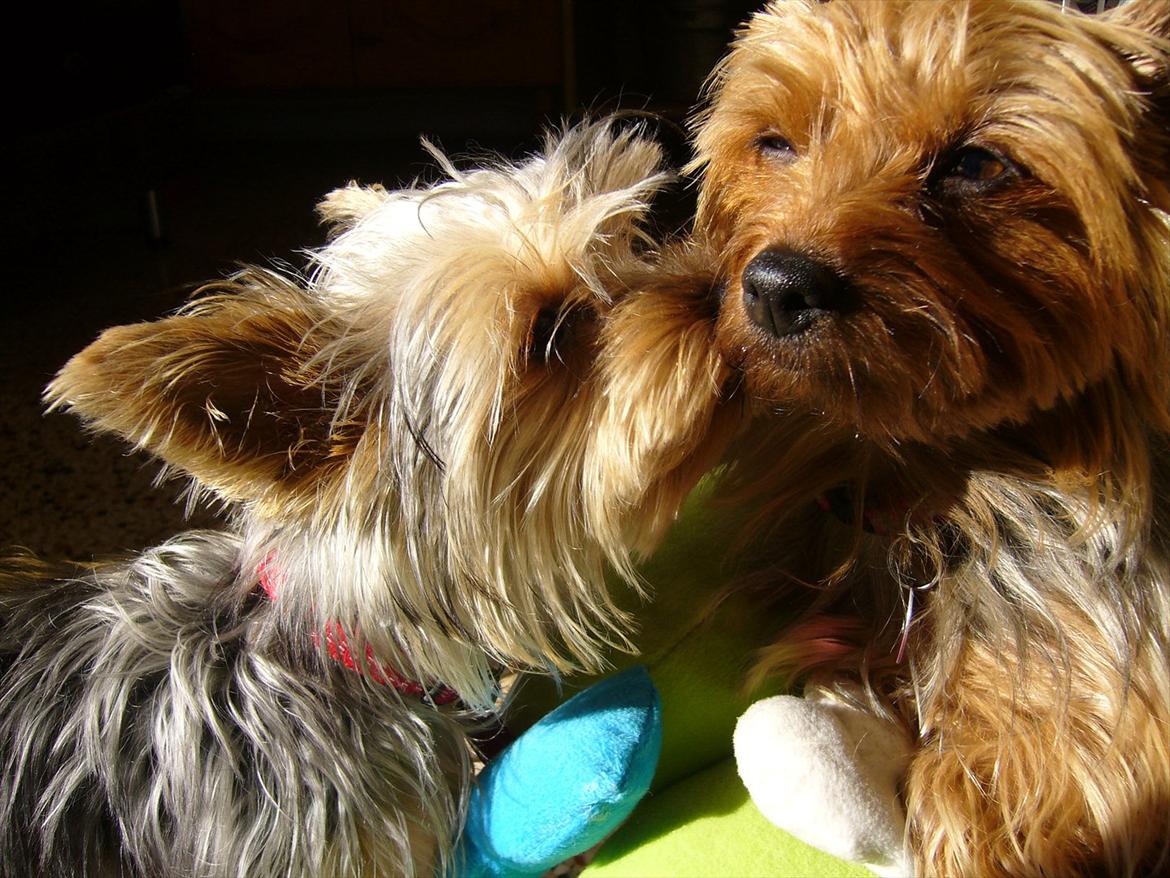 Yorkshire terrier Fifi billede 13