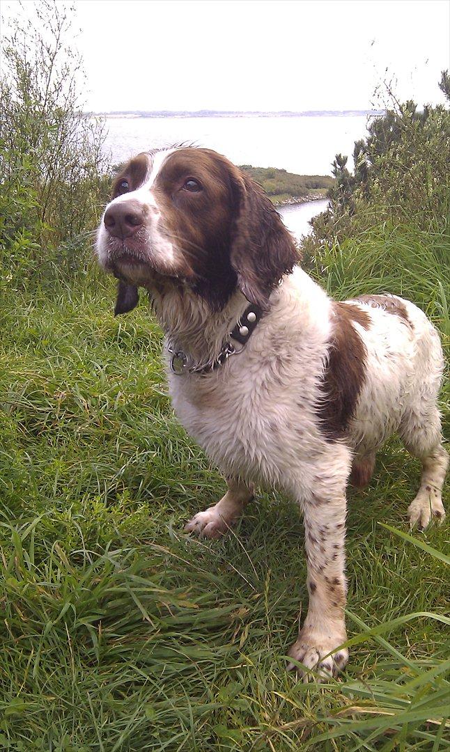 Engelsk springer spaniel Oscar  31.01.1999 - 08.02.2013 - september 2011 billede 4