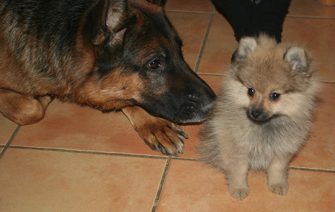 Pomeranian Bailey billede 15