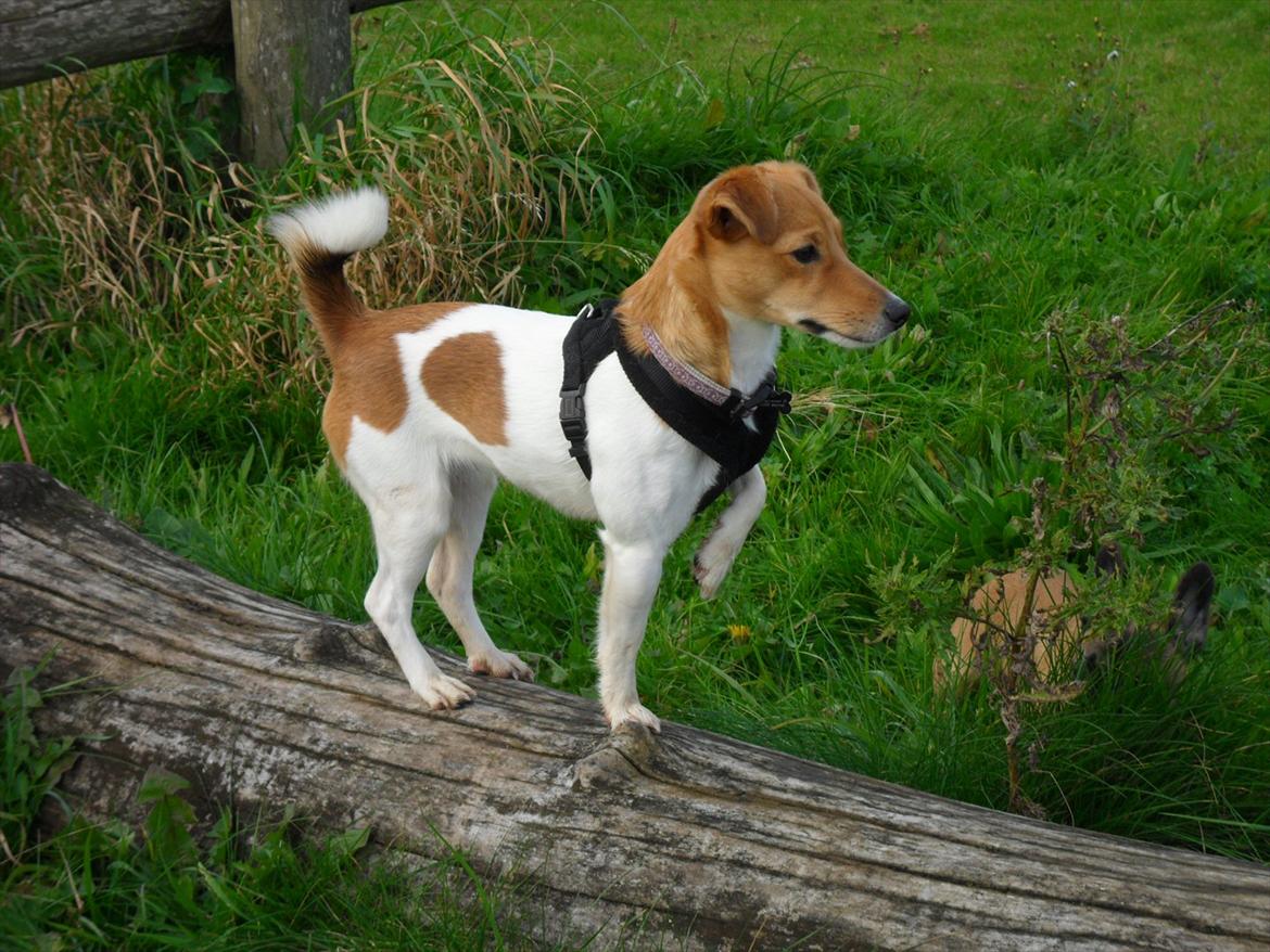 Jack russell terrier Ti-amo billede 13