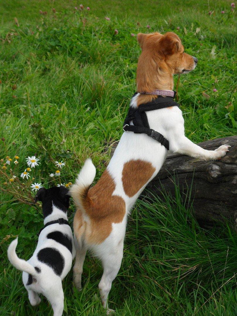 Jack russell terrier Ti-amo billede 14