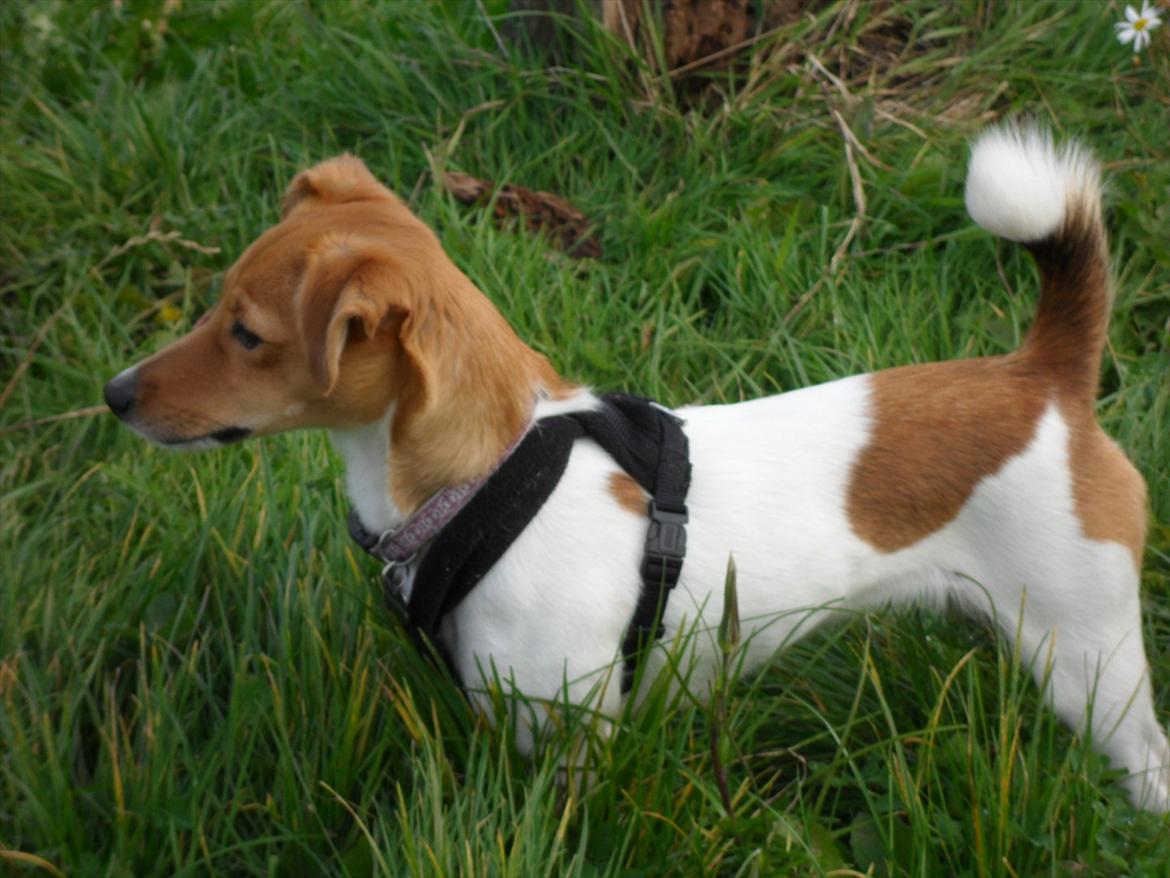 Jack russell terrier Ti-amo billede 15
