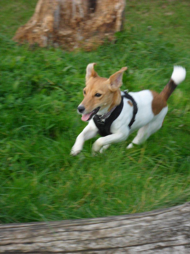 Jack russell terrier Ti-amo billede 16