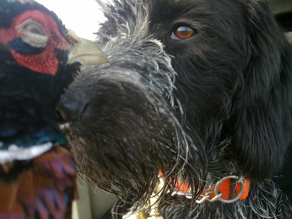 Ruhåret hønsehund Bilde's Donna billede 13