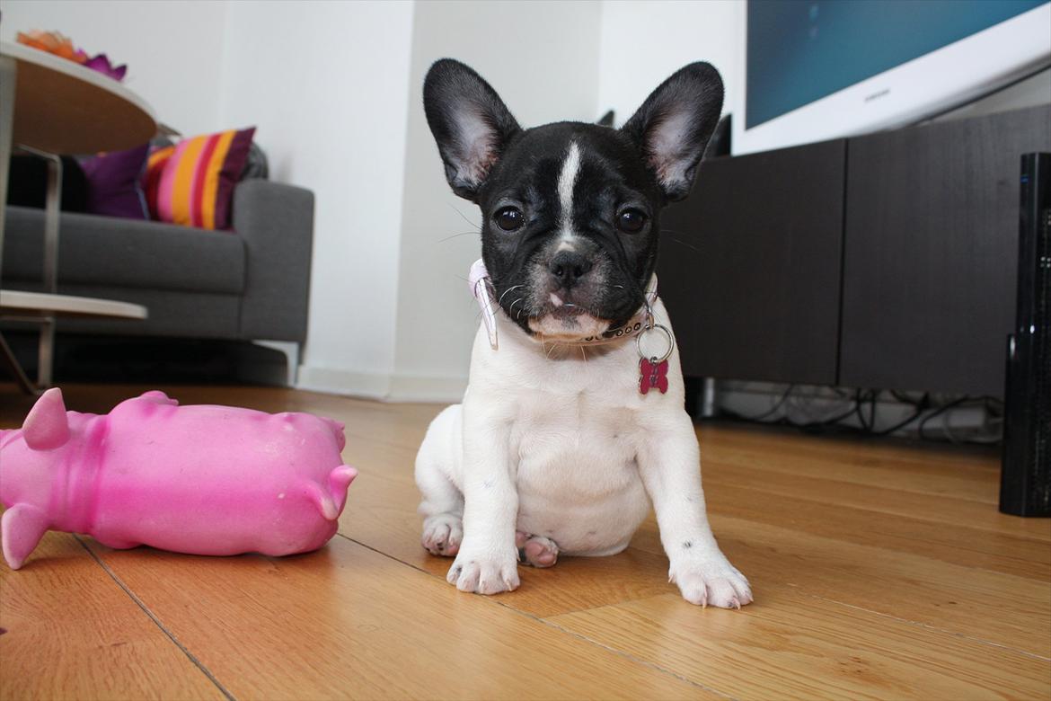 Fransk bulldog Carla billede 7
