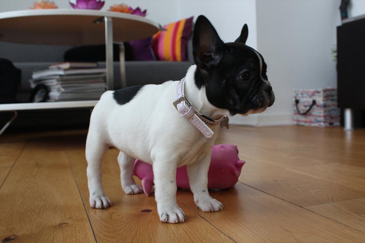 Fransk bulldog Carla billede 8