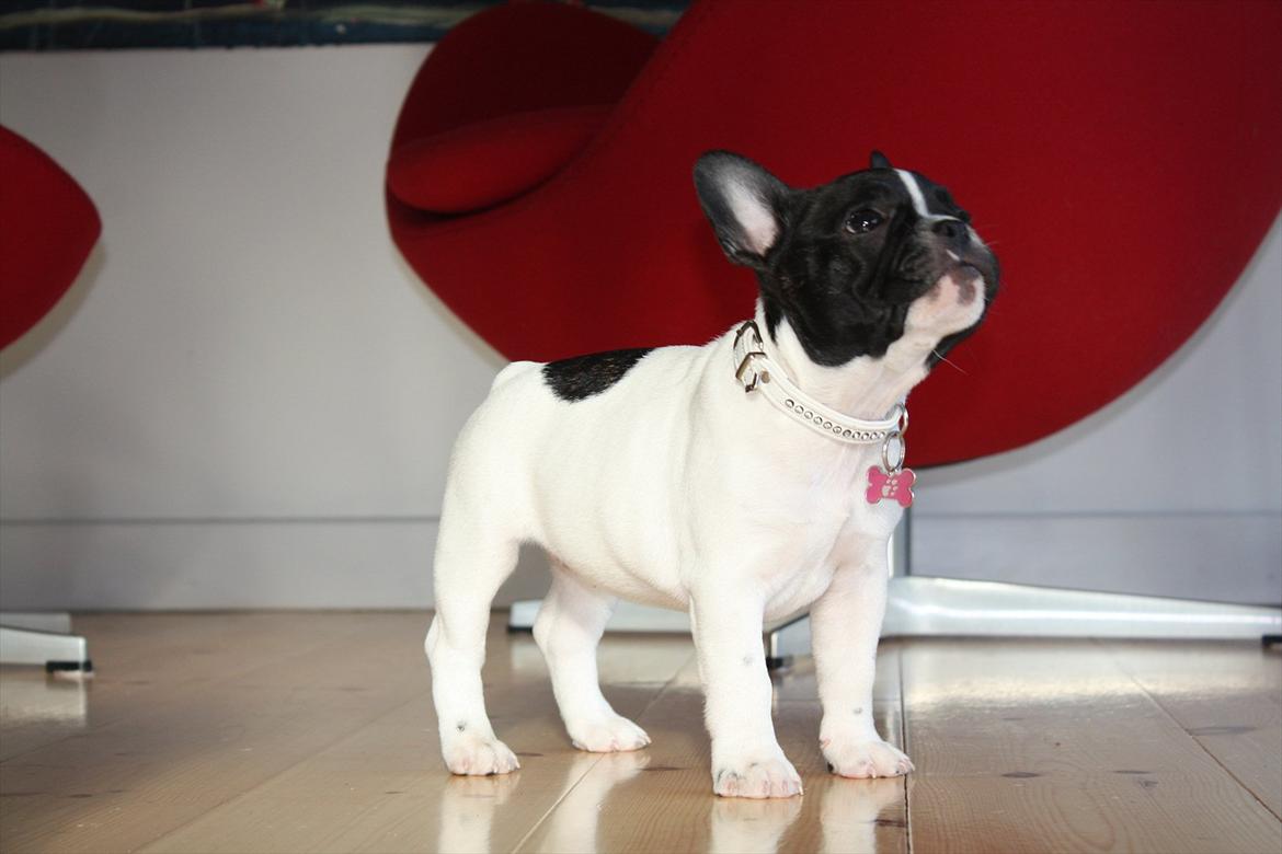 Fransk bulldog Carla billede 9