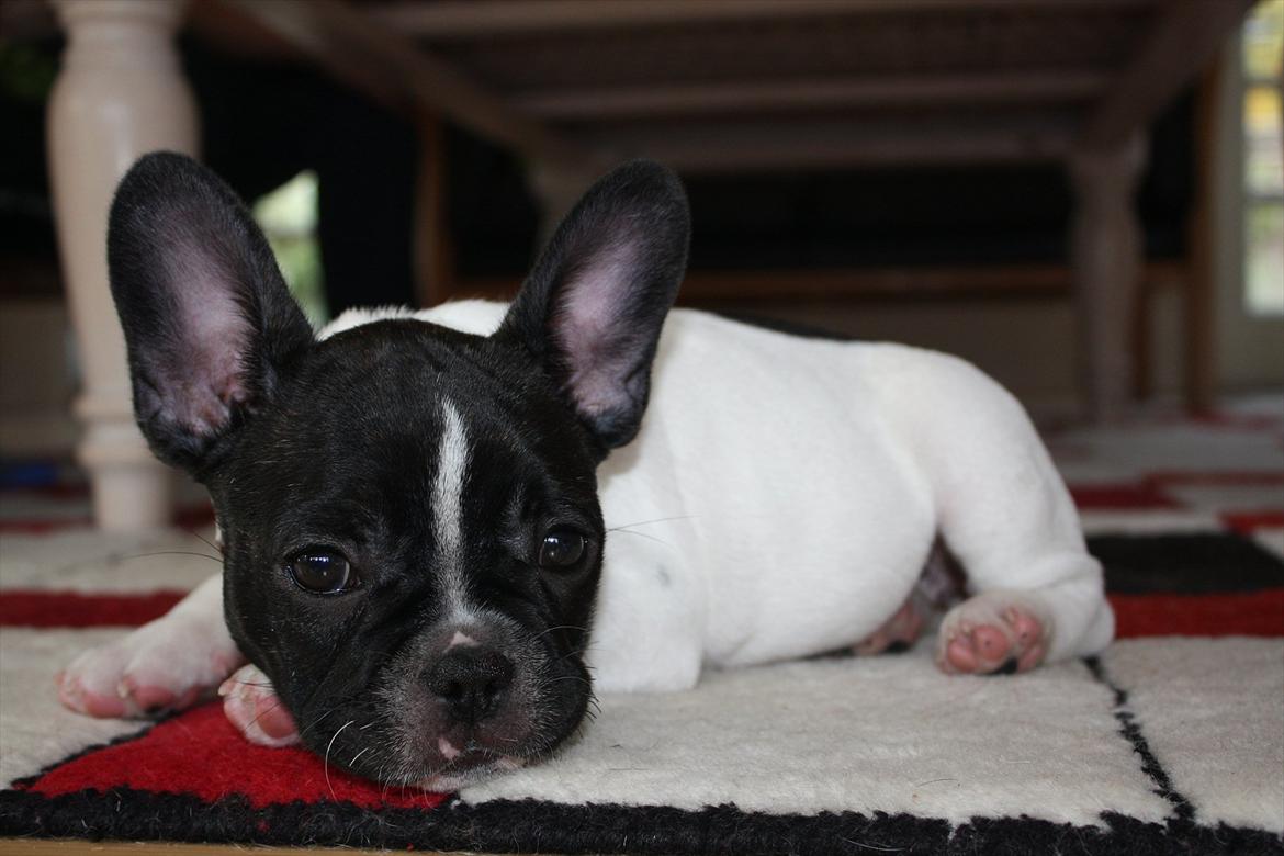 Fransk bulldog Carla billede 10