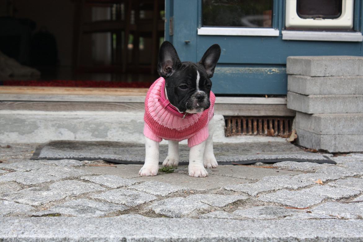 Fransk bulldog Carla billede 11