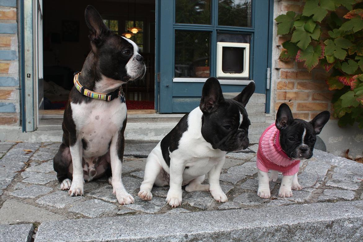 Fransk bulldog Carla billede 12