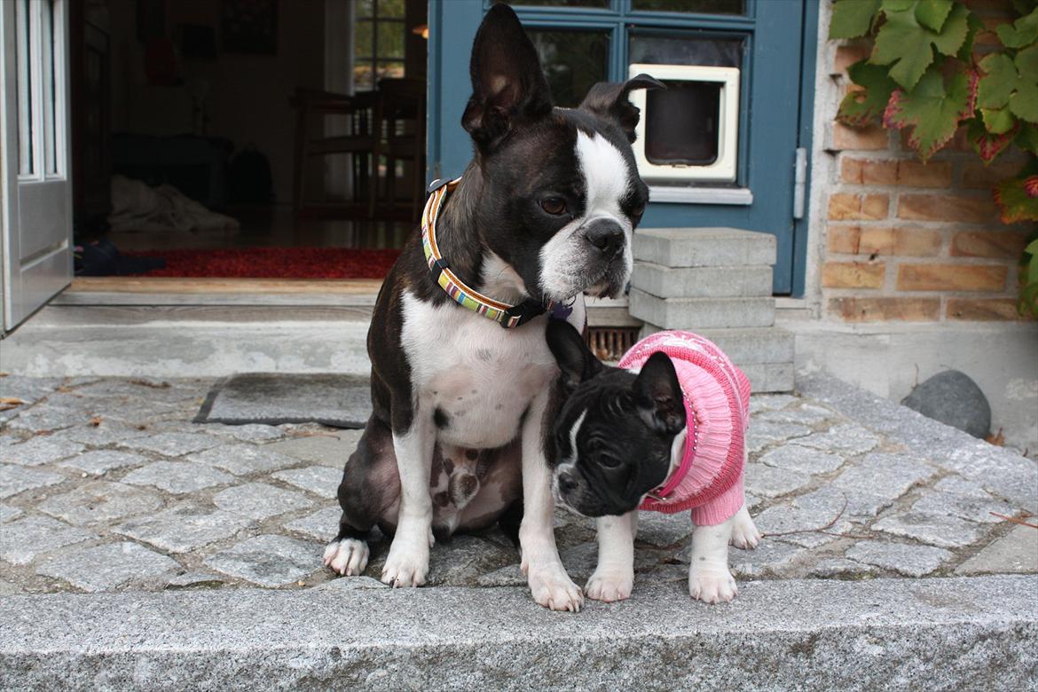 Fransk bulldog Carla billede 14