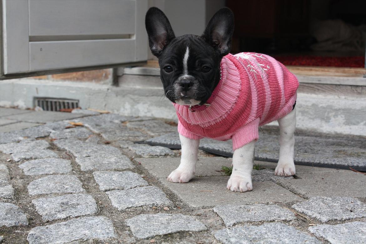 Fransk bulldog Carla billede 2