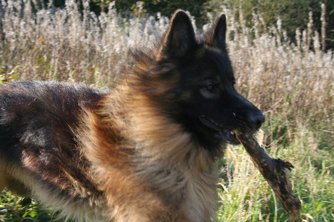 Schæferhund Perruchons Nemo - Fotograf: Marie Holm
Fotoshoot på heden. billede 1