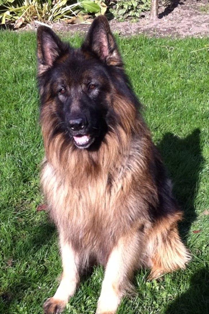 Schæferhund Perruchons Nemo - Fotograf: Benedicte Perruchon
Hjemme i baghaven.  billede 2