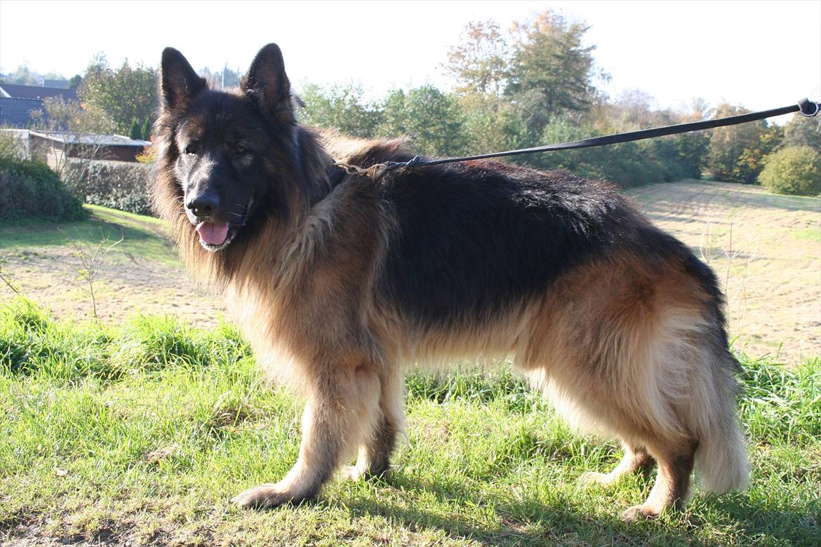 Schæferhund Perruchons Nemo - Fotograf: Marie Holm
Fotoshoot på heden. billede 3