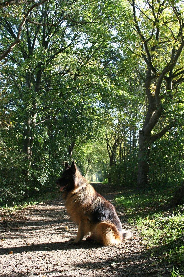 Schæferhund Perruchons Nemo - Fotograf: Marie Holm
Fotoshoot på heden. billede 4